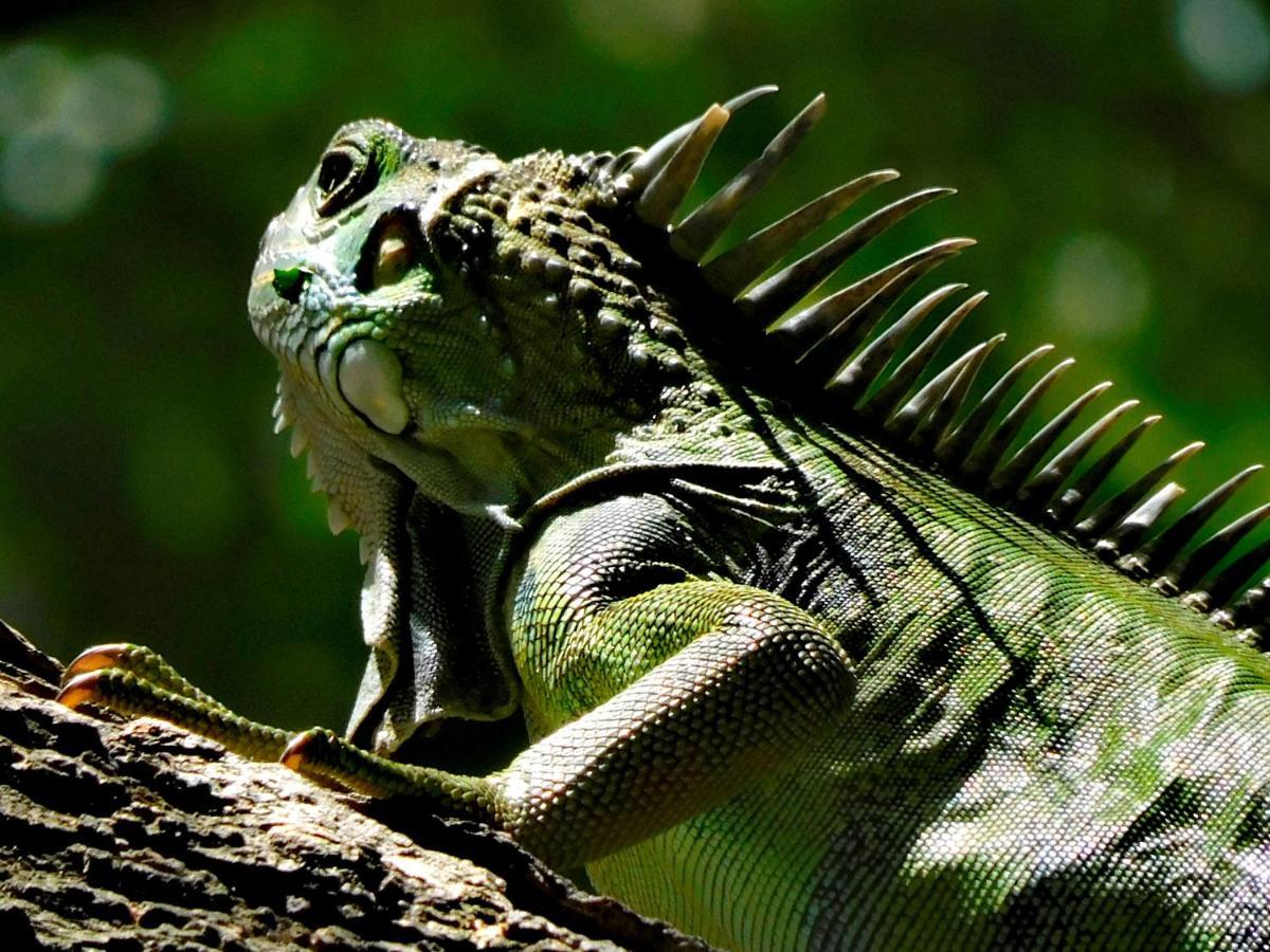 Chez Oliv Villa Palomino Dış mekan fotoğraf